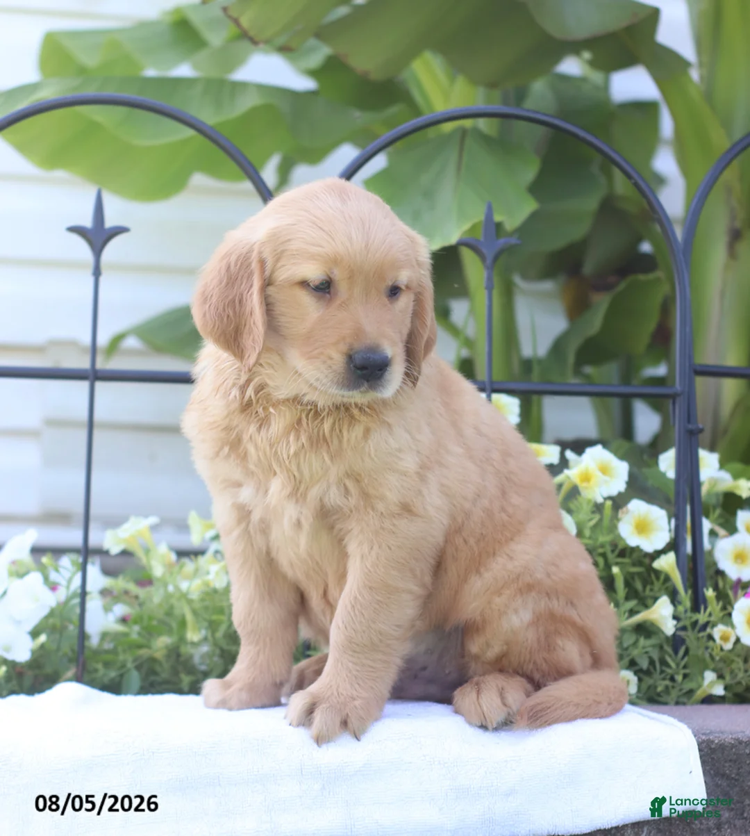 Golden Retriever dogs for sale: Carter - Ad 2