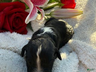 Mixed Breed dogs Diamont - Ad 20