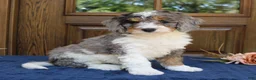 Mini Bernedoodle dogs for sale: Piper  - Ad 4