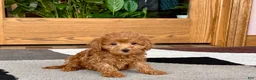 Maltipoo dogs for sale: Kyla - Ad 7