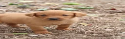Labrador Retriever dogs for sale: Acorn - Ad 4