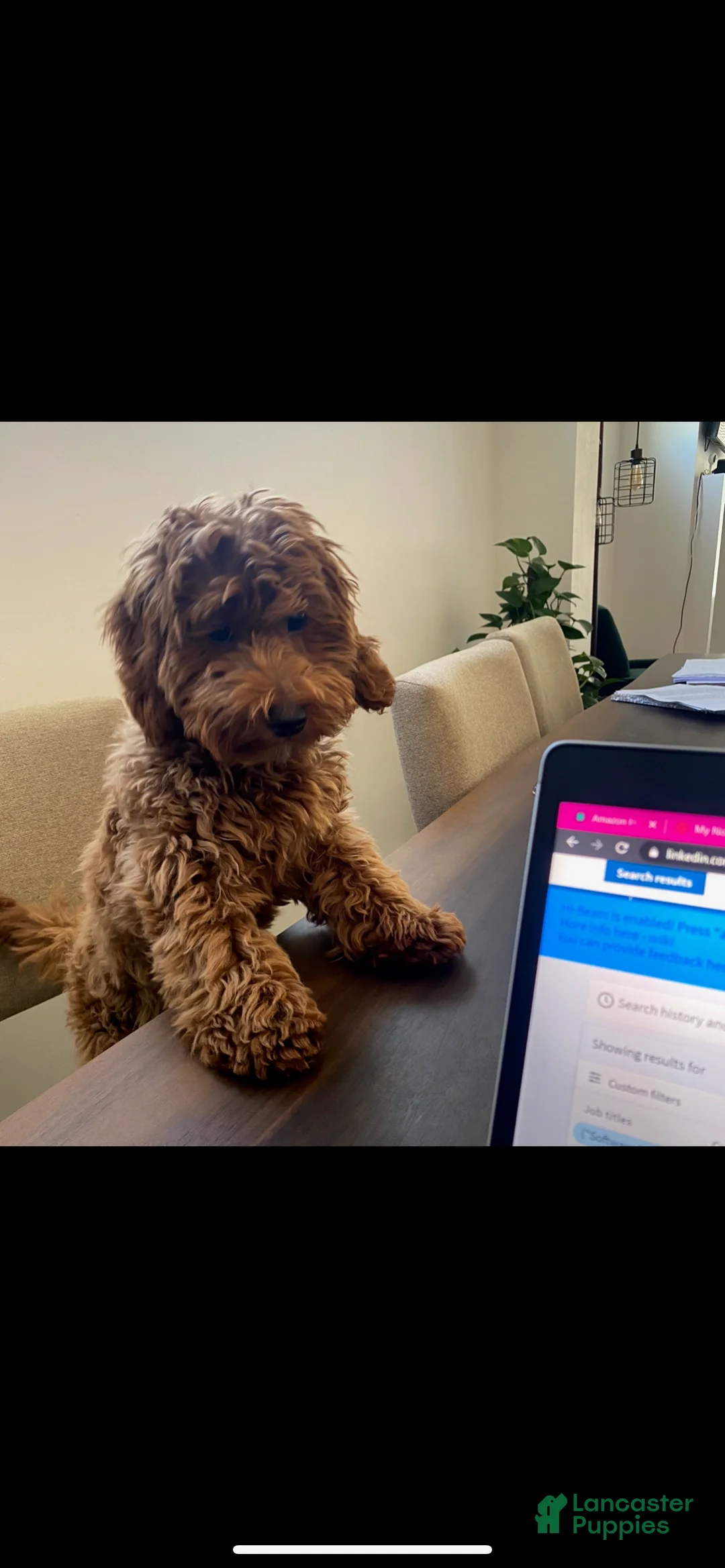 Mini Goldendoodle dogs for sale: Mini Goldendoodle Pink girl - Ad 3