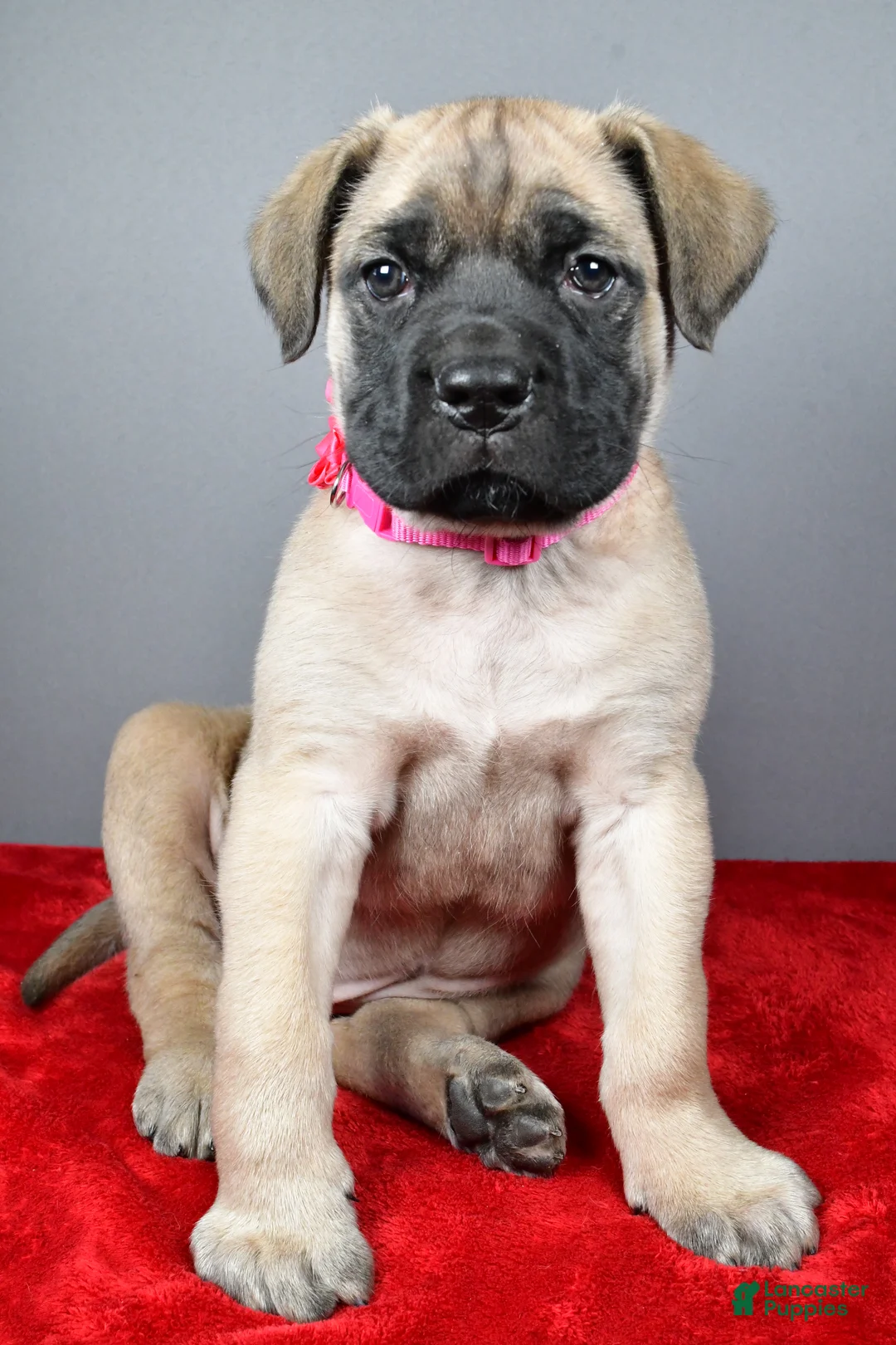 English Mastiff dogs for sale: Heidi - Ad 6