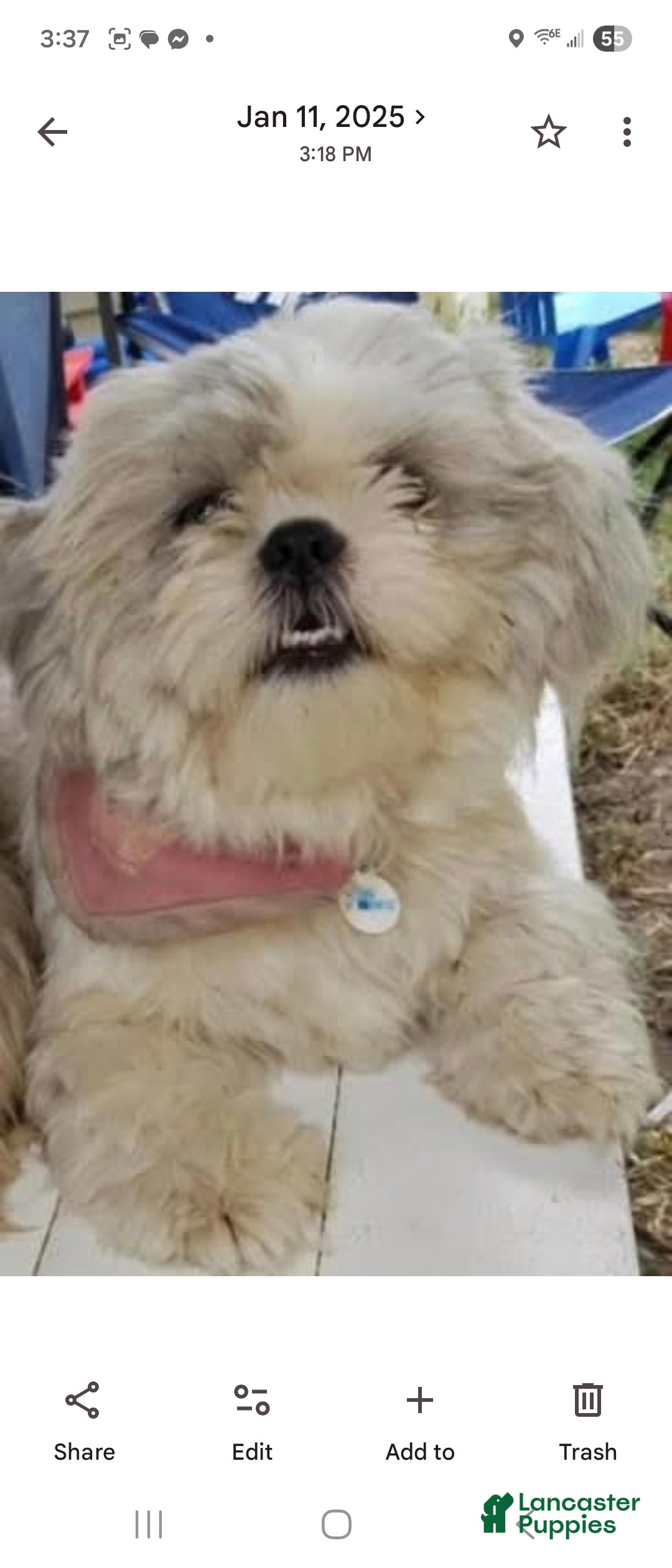 Shih Tzu dogs Shih Tzu Puppy 1 - Ad 2