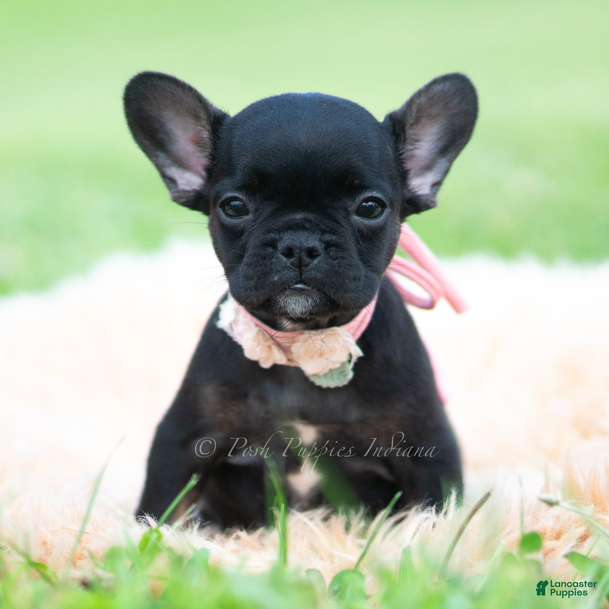French Bulldog dogs Sweet Pepper - Ad 10