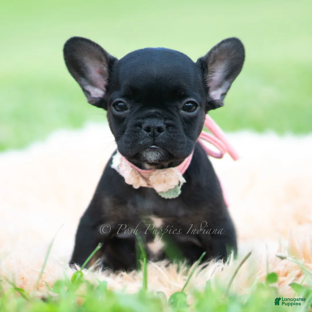 French Bulldog dogs for sale: Sweet Pepper - Ad 1