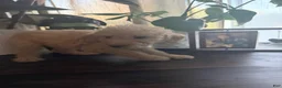 Labradoodle dogs for sale: Janet  - Ad 2