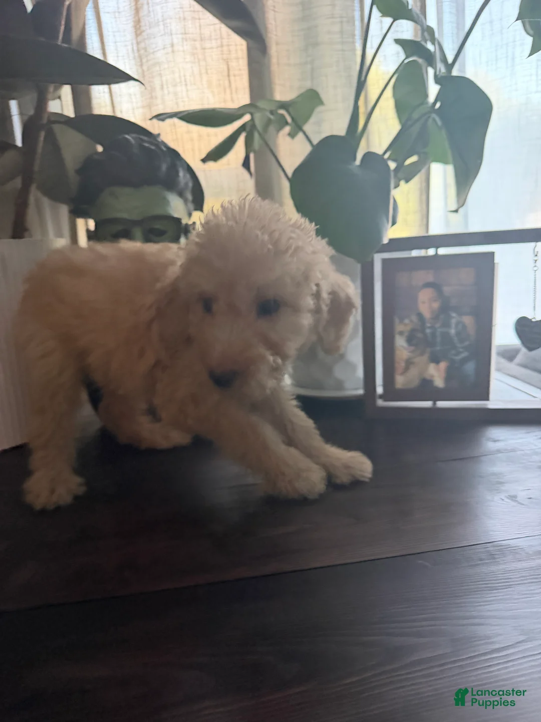 Labradoodle dogs for sale: Janet  - Ad 2