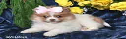 Pomeranian dogs for sale: Rose - Ad 2