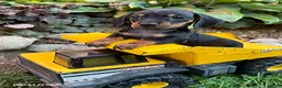 Dachshund dogs for sale: Reiley - Ad 3
