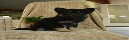 Pomsky dogs for sale: Zella - Ad 5