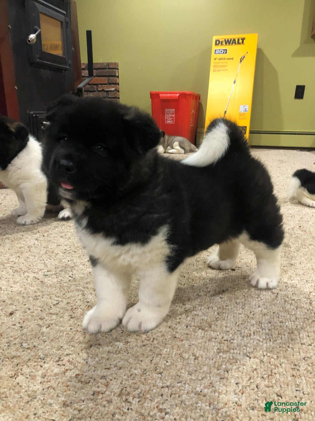 Akita dogs for sale: Bear - Ad 2