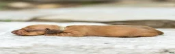 Miniature Dachshund dogs for sale: Peanut Miniature Dachshund  - Ad 3