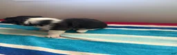 Welsh Corgi Pembroke dogs for sale: Duke - Ad 11