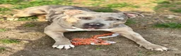 Mixed Breed dogs for sale: 7even - Ad 4