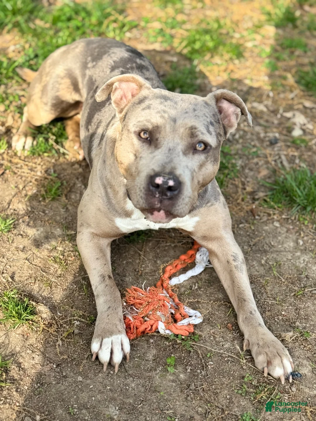 Mixed Breed dogs for sale: Azure’  - Ad 2