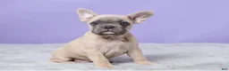 French Bulldog dogs for sale: Thomas - Ad 5