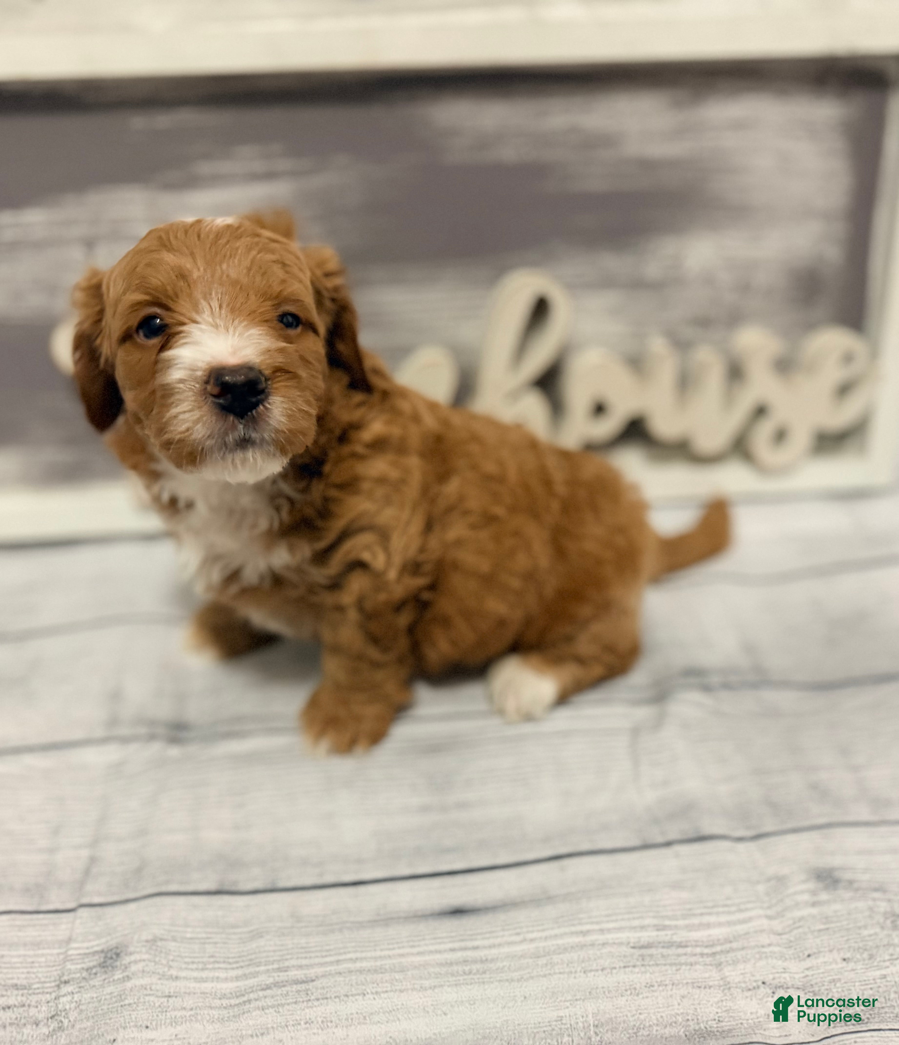 Mini Goldendoodle dogs Mini Goldendoodle Puppy 2 - Ad 1