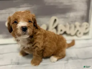 Mini Goldendoodle dogs for sale: Mini Goldendoodle Puppy 2 - Ad 4