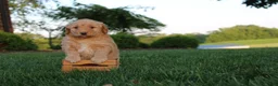 Mini Goldendoodle dogs for sale: Sadie - Ad 1