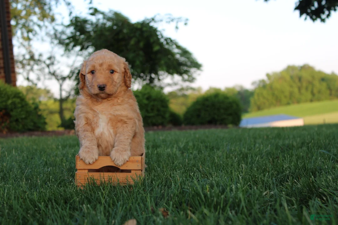 Mini Goldendoodle dogs for sale: Sadie - Ad 1