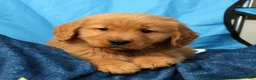Golden Retriever dogs for sale: Connor - Ad 7