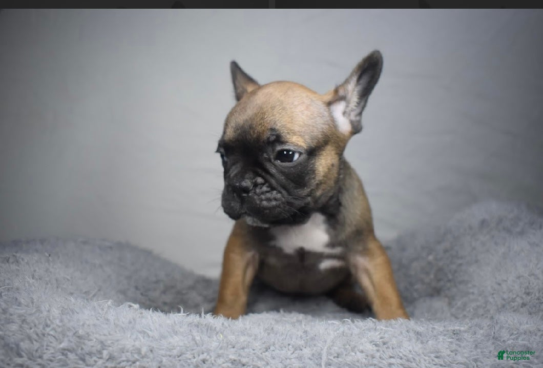 French Bulldog dogs for sale: French Bulldog Puppy 1 - Ad 1