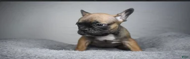 French Bulldog Puppy 1