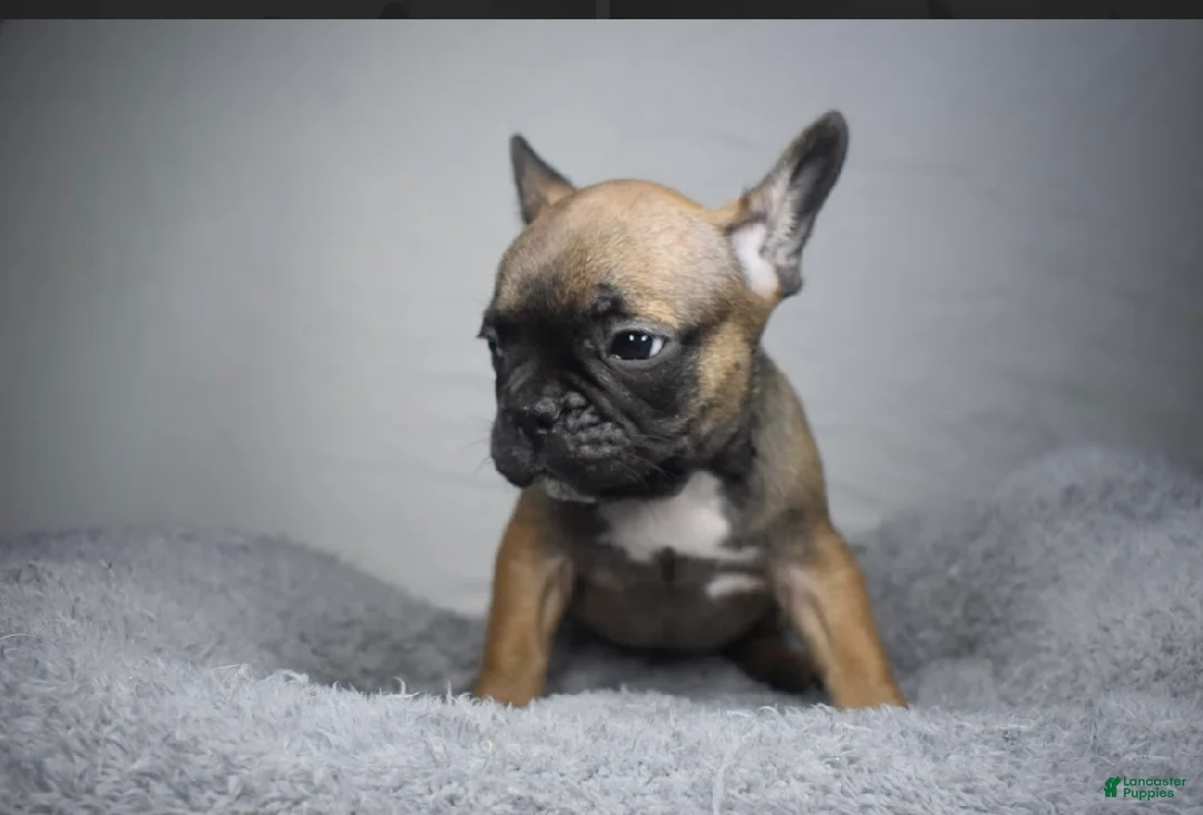 French Bulldog dogs for sale: French Bulldog Puppy 1 - Ad 1