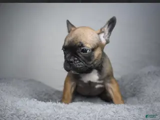 French Bulldog dogs for sale: French Bulldog Puppy 1 - Ad 1