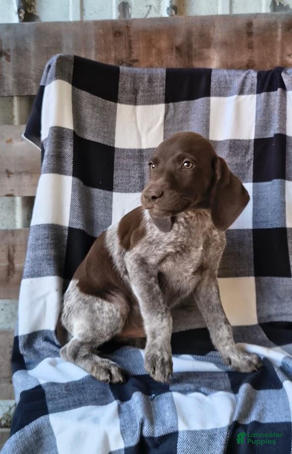 German Shorthaired Pointer dogs Judge - Ad 1
