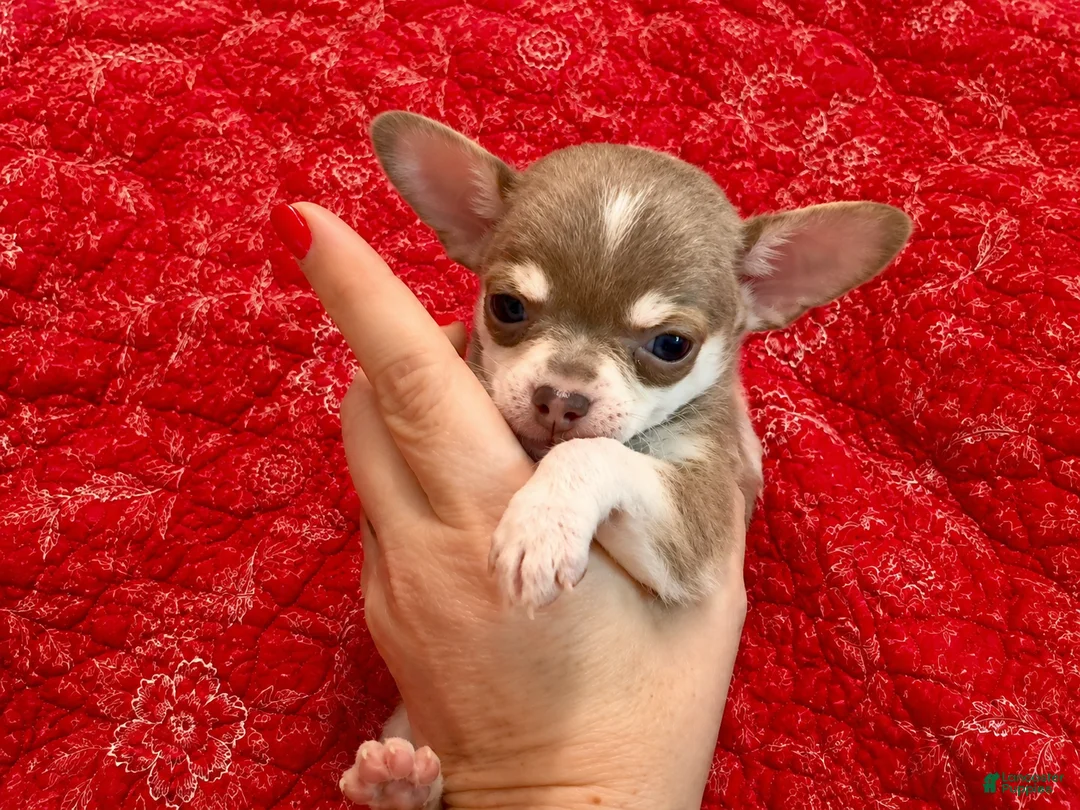 Chihuahua dogs for sale: Firdie - Ad 1