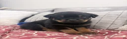 Rottweiler dogs for sale: Orange color male - Ad 4