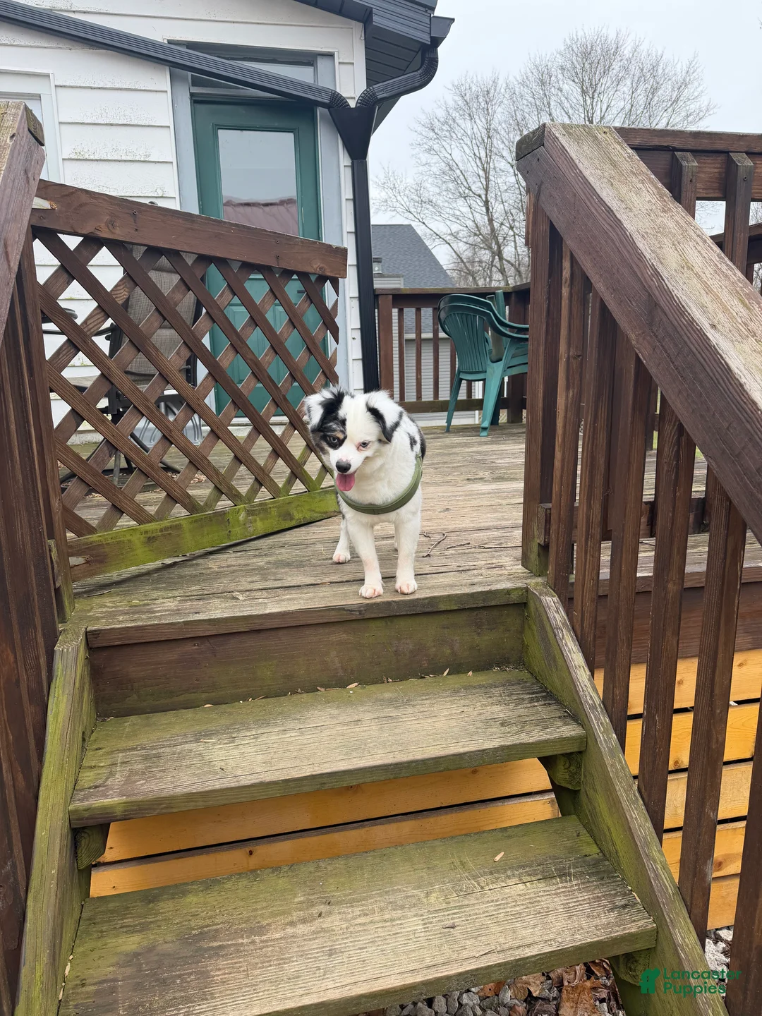 Miniature Australian Shepherd dogs for sale: Miniature Australian Shepherd Puppy 1 - Ad 4