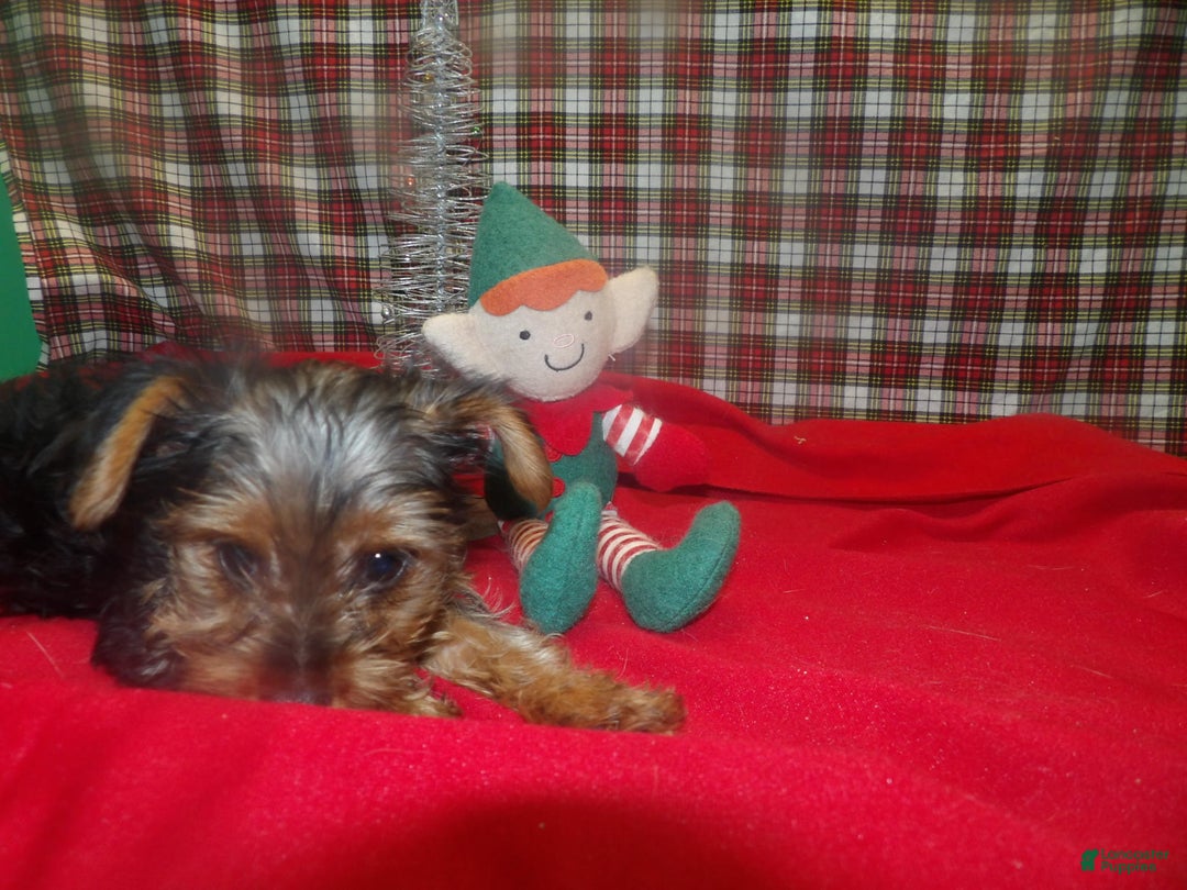 Yorkshire Terrier dogs for sale: Maxine - Ad 5