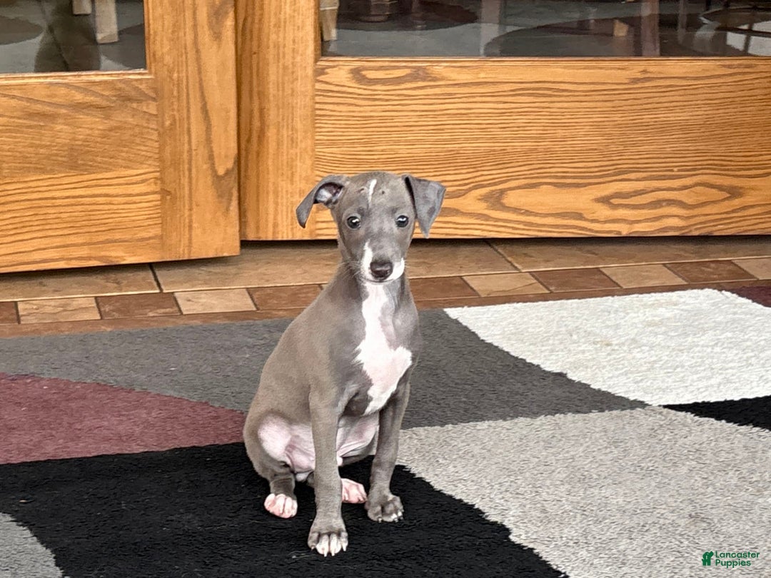Italian Greyhound dogs for sale: Larry - Ad 9