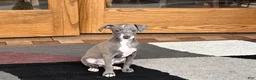 Italian Greyhound dogs for sale: Larry - Ad 9