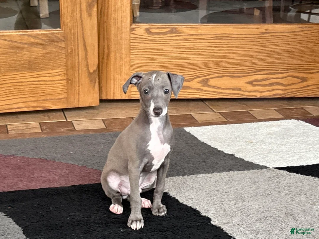 Italian Greyhound dogs for sale: Larry - Ad 9