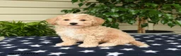 Bichpoo dogs for sale: Jordan - Ad 3