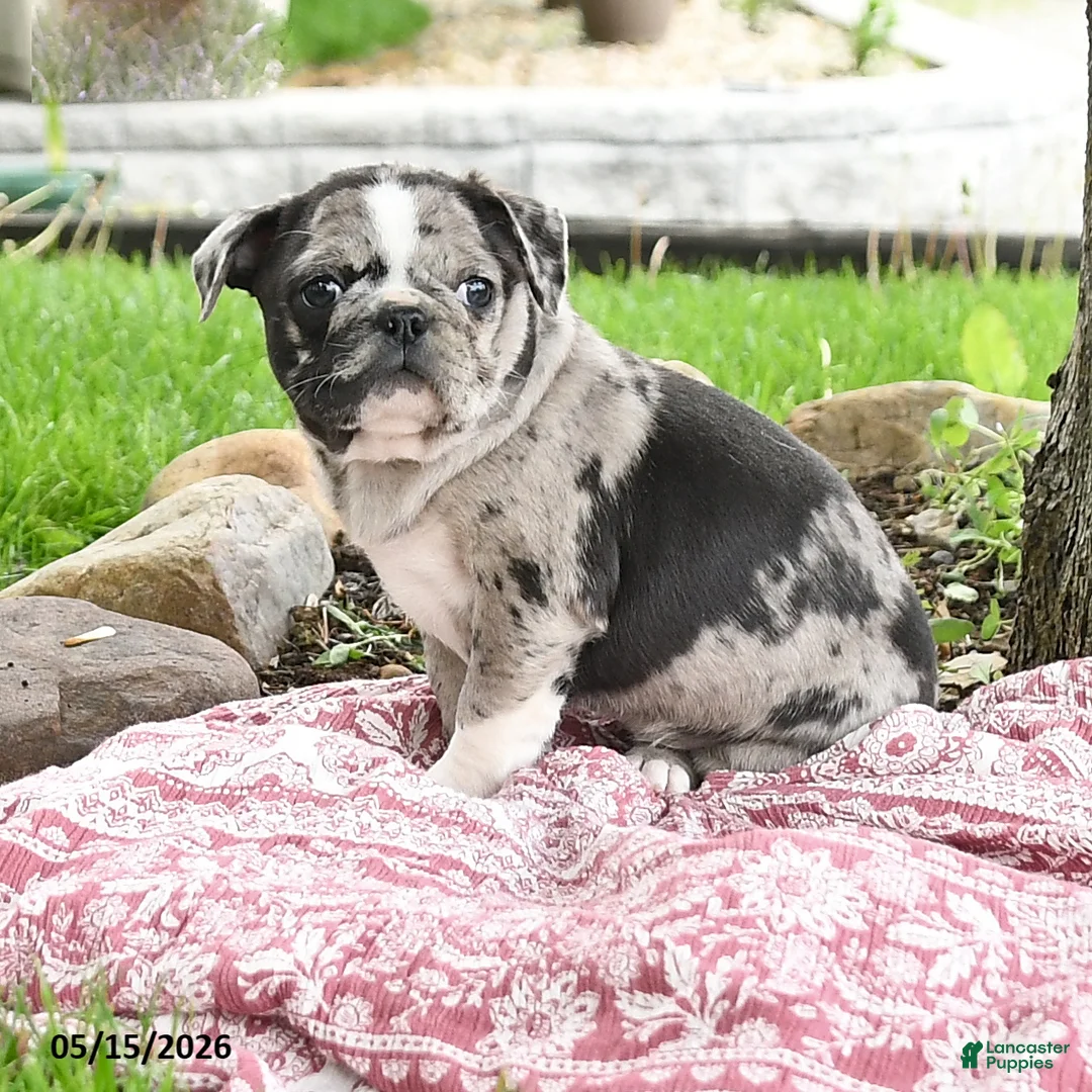 Mixed Breed dogs for sale: Harmony - Ad 1