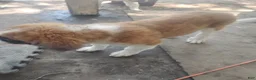 Saint Bernard dogs for sale: Saint Bernard 2 - Ad 3