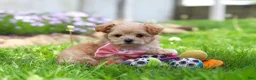 Maltipoo dogs for sale: Fiona - Ad 3