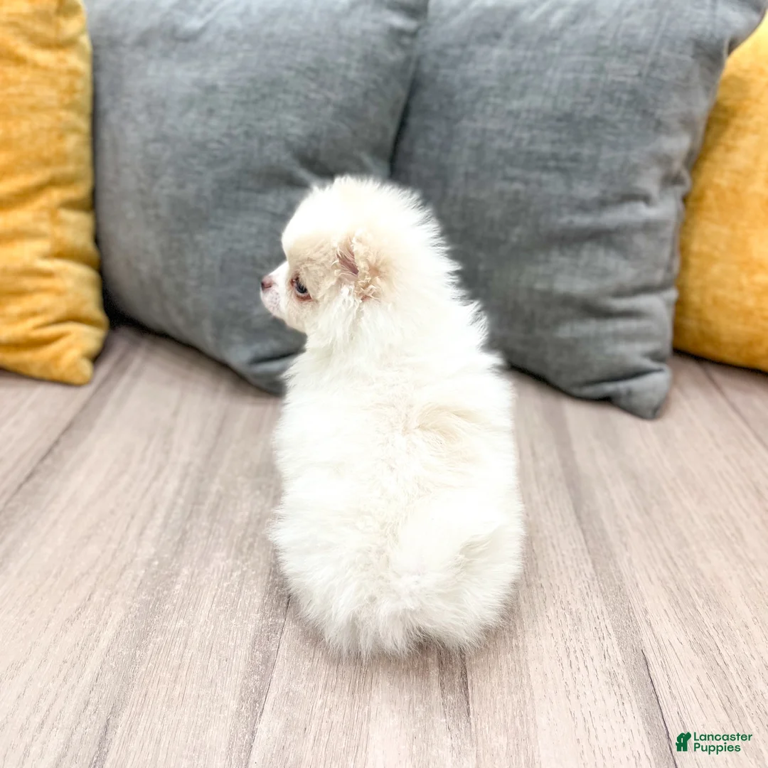 Pomeranian dogs for sale: Muffin - Ad 6