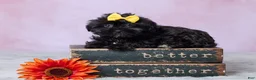 Shorkie dogs for sale: Abby - Ad 1