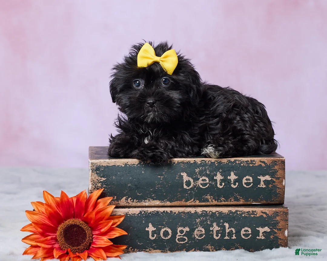 Shorkie dogs for sale: Abby - Ad 1