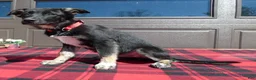Mixed Breed dogs for sale: Australian Shepherd Puppy 3 Misty - Ad 3