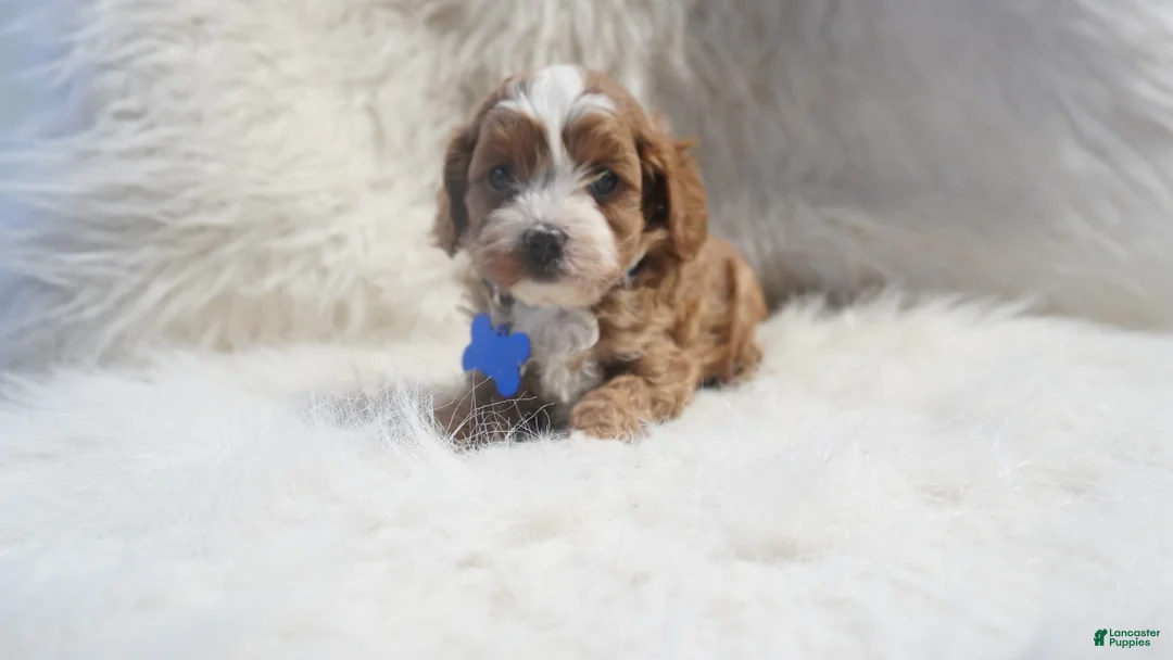 Cavapoo dogs for sale: Slater - Ad 1