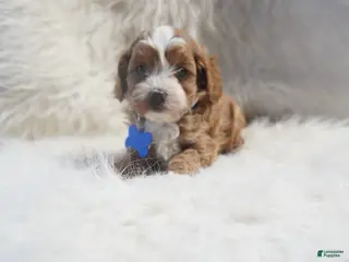 Cavapoo dogs for sale: Slater - Ad 4