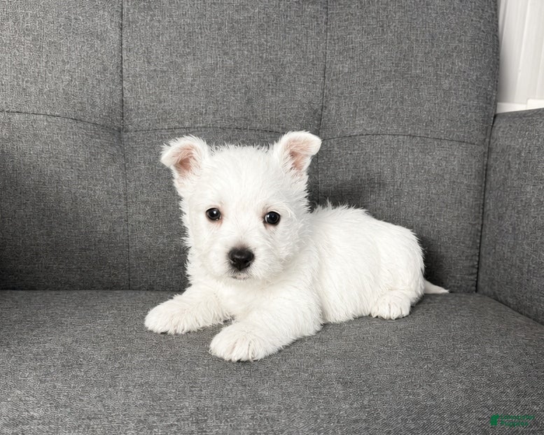 West Highland Terrier dogs Moses - Ad 2