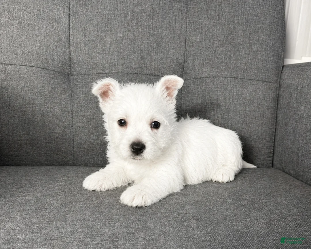 West Highland Terrier dogs for sale: Moses - Ad 2